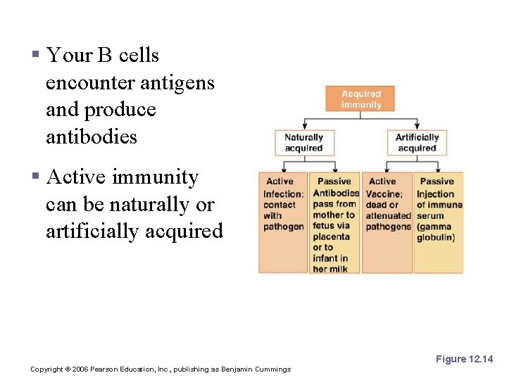 Active Immunity § Your B cells encounter antigens and produce antibodies § Active immunity