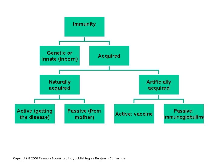 Immunity Genetic or innate (inborn) Acquired Naturally acquired Active (getting the disease) Passive (from