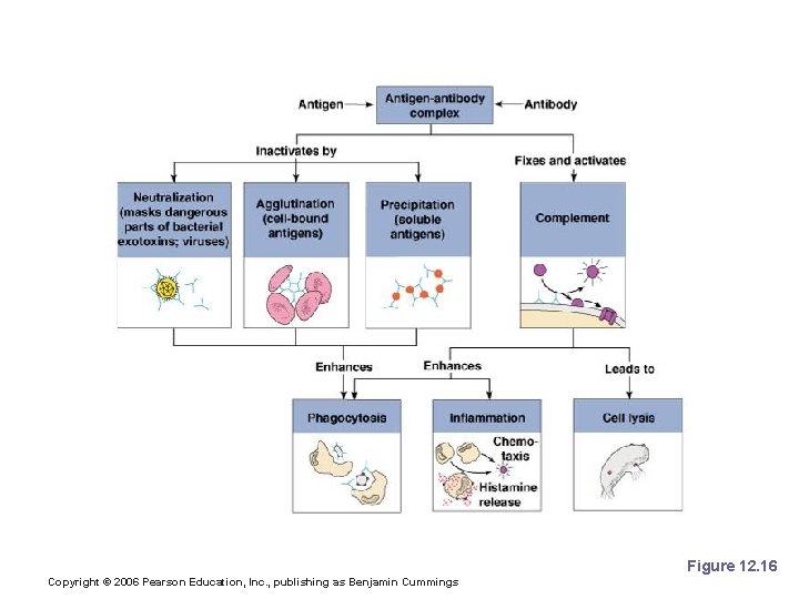 Antibody Function Figure 12. 16 Copyright © 2006 Pearson Education, Inc. , publishing as