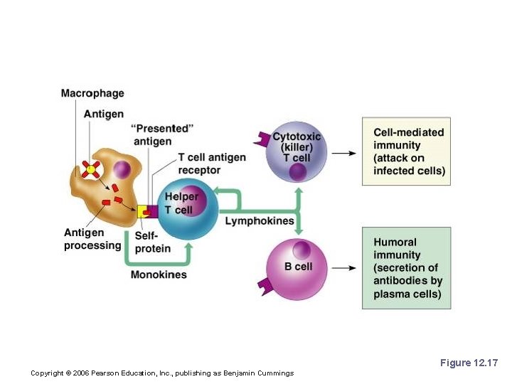 Cellular (Cell-Mediated) Immune Response Figure 12. 17 Copyright © 2006 Pearson Education, Inc. ,