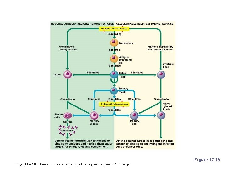 Summary of the Immune Response Figure 12. 19 Copyright © 2006 Pearson Education, Inc.