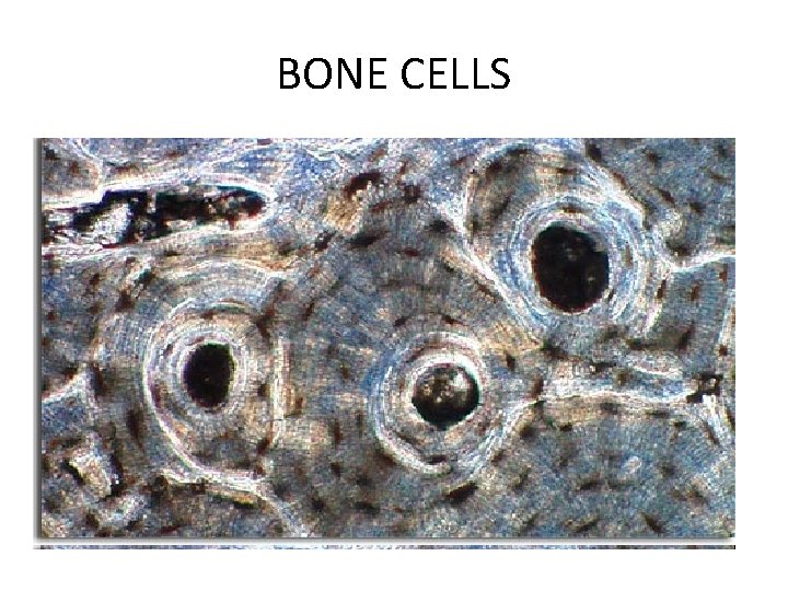 BONE CELLS 