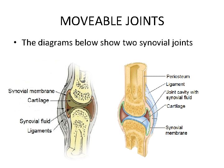 MOVEABLE JOINTS • The diagrams below show two synovial joints 