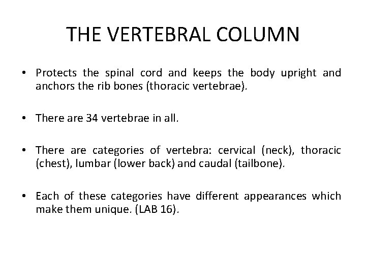 THE VERTEBRAL COLUMN • Protects the spinal cord and keeps the body upright and
