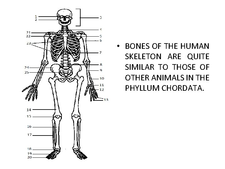  • BONES OF THE HUMAN SKELETON ARE QUITE SIMILAR TO THOSE OF OTHER
