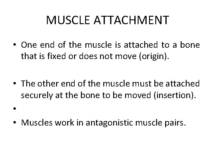 MUSCLE ATTACHMENT • One end of the muscle is attached to a bone that