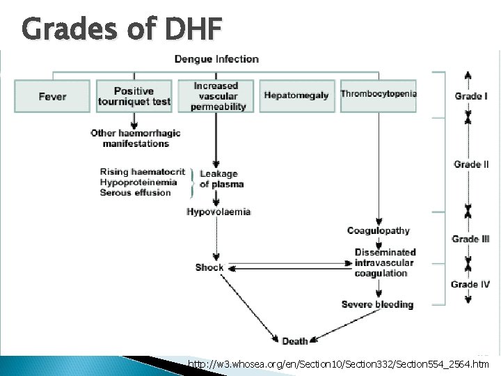 Grades of DHF http: //w 3. whosea. org/en/Section 10/Section 332/Section 554_2564. htm 