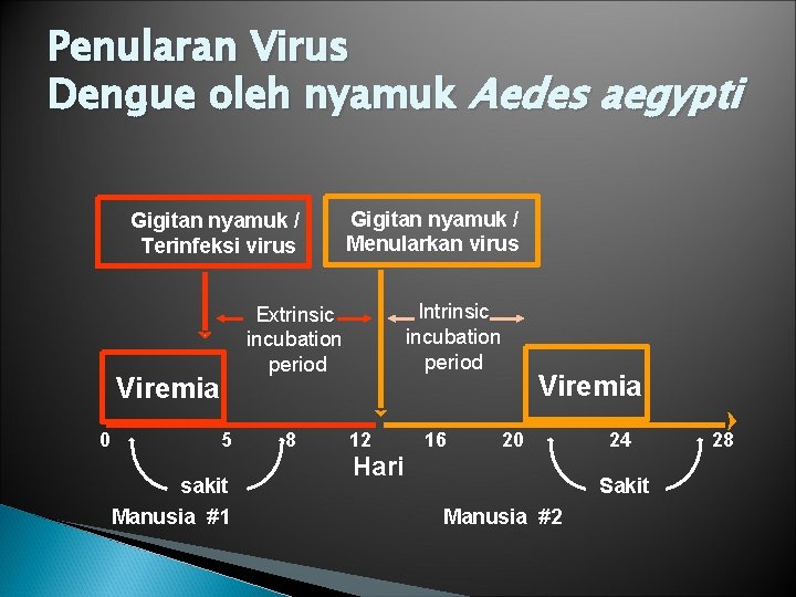 Penularan Virus Dengue oleh nyamuk Aedes aegypti Gigitan nyamuk / Terinfeksi virus Intrinsic incubation