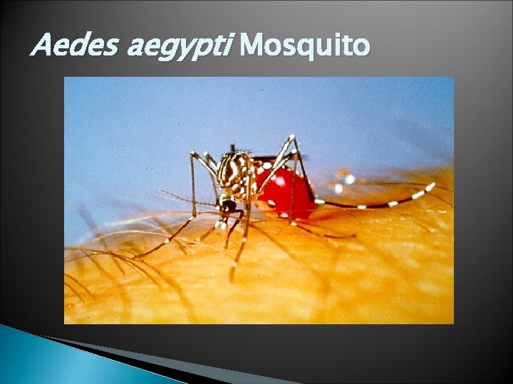 Aedes aegypti Mosquito 