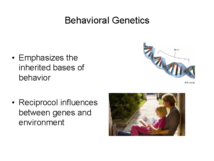 Behavioral Genetics • Emphasizes the inherited bases of behavior • Reciprocol influences between genes