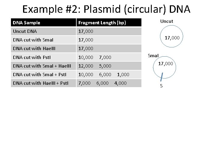 Example #2: Plasmid (circular) DNA Sample Fragment Length (bp) Uncut DNA 17, 000 DNA
