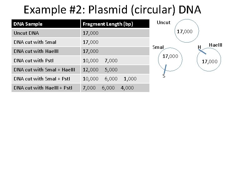 Example #2: Plasmid (circular) DNA Sample Fragment Length (bp) Uncut DNA 17, 000 DNA