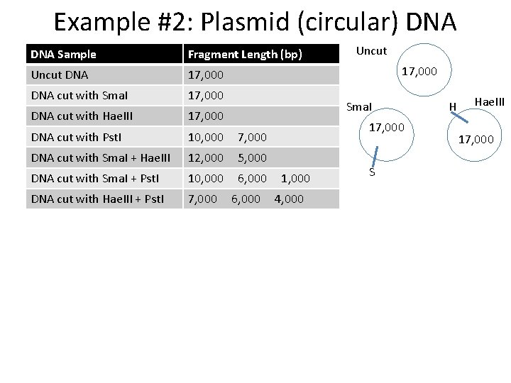 Example #2: Plasmid (circular) DNA Sample Fragment Length (bp) Uncut DNA 17, 000 DNA