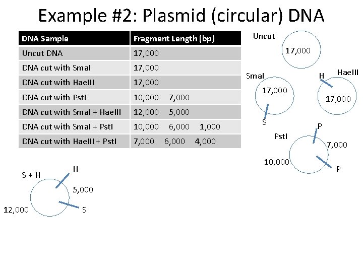Example #2: Plasmid (circular) DNA Sample Fragment Length (bp) Uncut DNA 17, 000 DNA