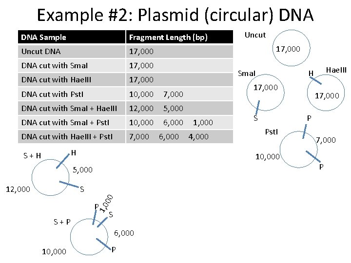 Example #2: Plasmid (circular) DNA Sample Fragment Length (bp) Uncut DNA 17, 000 DNA