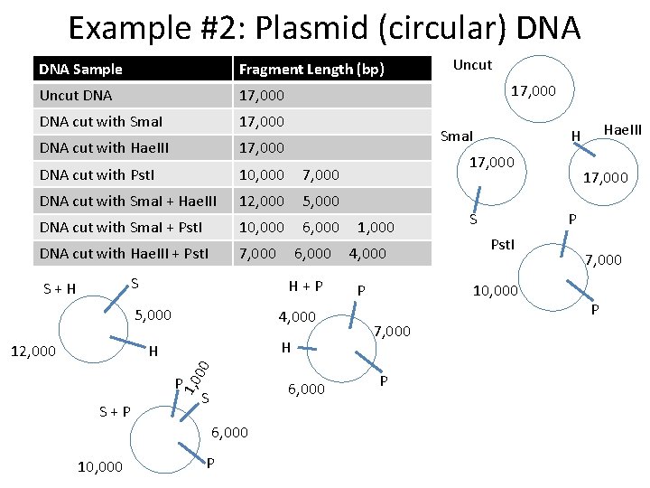 Example #2: Plasmid (circular) DNA Sample Fragment Length (bp) Uncut DNA 17, 000 DNA