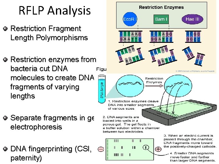 RFLP Analysis Restriction Fragment Length Polymorphisms Restriction enzymes from bacteria cut DNA molecules to