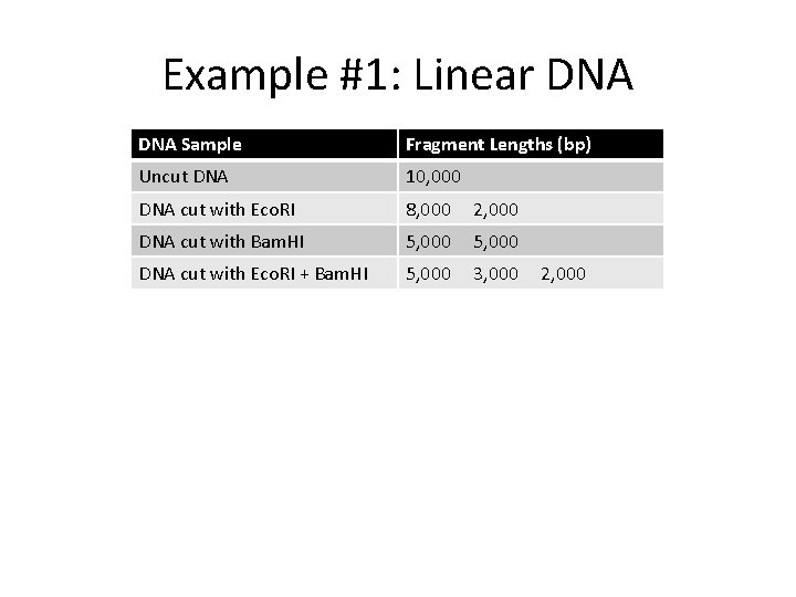 Example #1: Linear DNA Sample Fragment Lengths (bp) Uncut DNA 10, 000 DNA cut