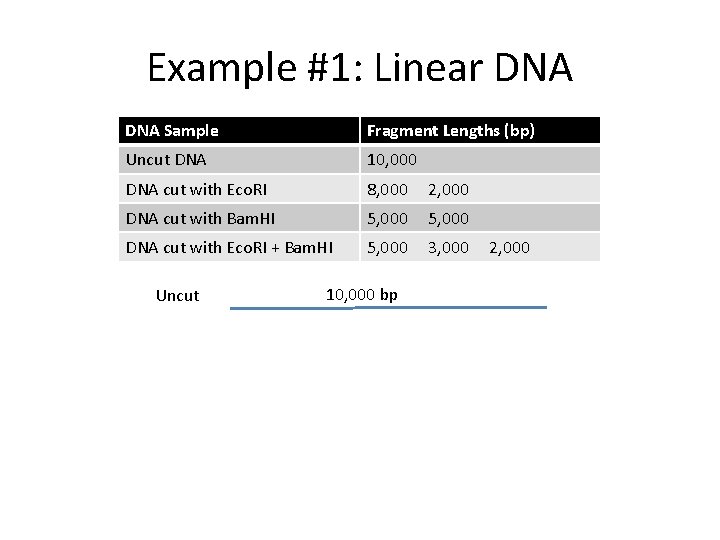 Example #1: Linear DNA Sample Fragment Lengths (bp) Uncut DNA 10, 000 DNA cut