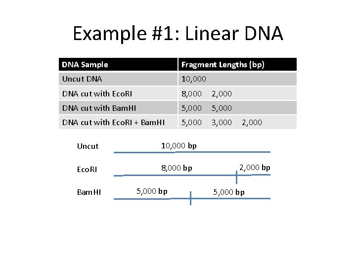 Example #1: Linear DNA Sample Fragment Lengths (bp) Uncut DNA 10, 000 DNA cut