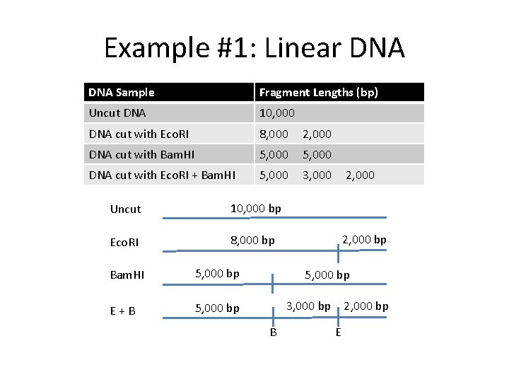 Example #1: Linear DNA Sample Fragment Lengths (bp) Uncut DNA 10, 000 DNA cut