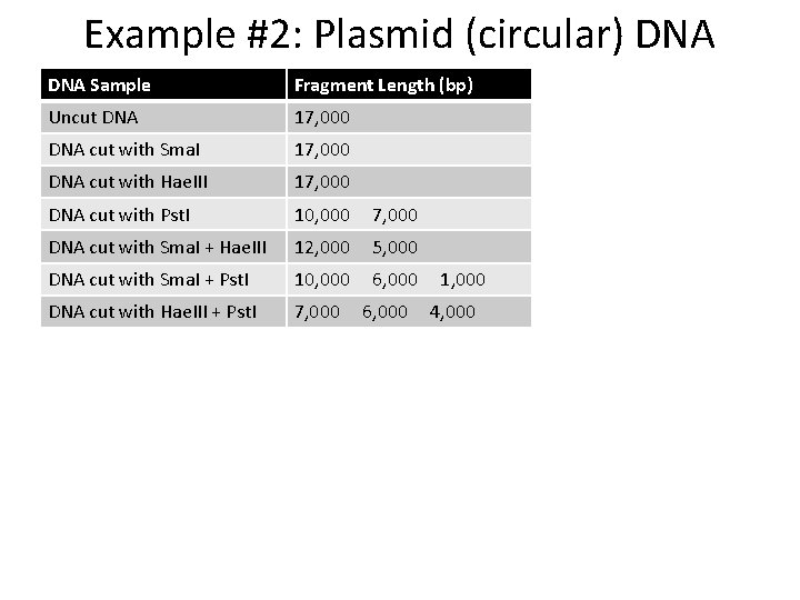 Example #2: Plasmid (circular) DNA Sample Fragment Length (bp) Uncut DNA 17, 000 DNA