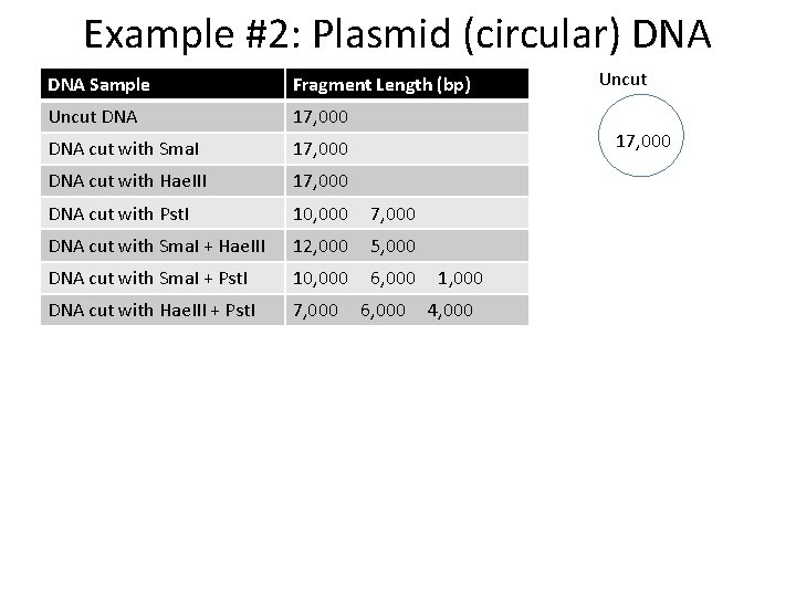 Example #2: Plasmid (circular) DNA Sample Fragment Length (bp) Uncut DNA 17, 000 DNA