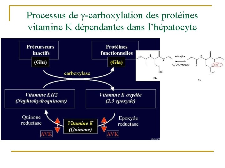 Processus de γ-carboxylation des protéines vitamine K dépendantes dans l’hépatocyte 