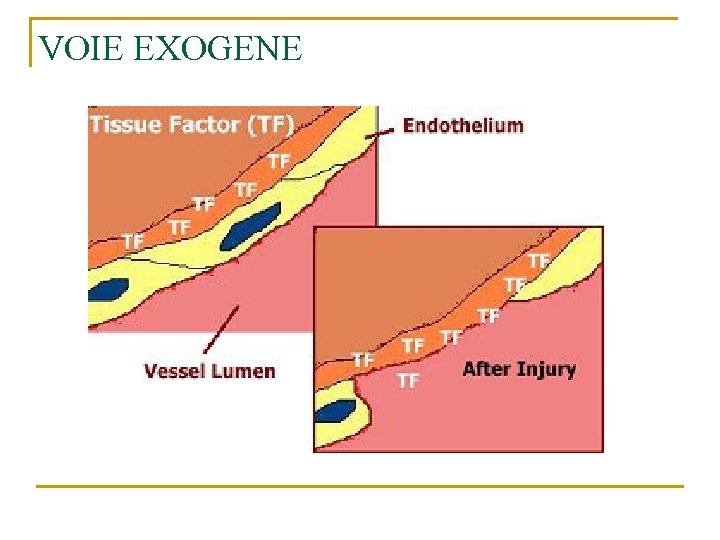 VOIE EXOGENE 