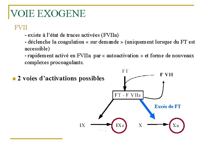 VOIE EXOGENE FVII - existe à l’état de traces activées (FVIIa) - déclenche la