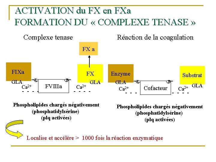 ACTIVATION du FX en FXa FORMATION DU « COMPLEXE TENASE » Complexe tenase Réaction