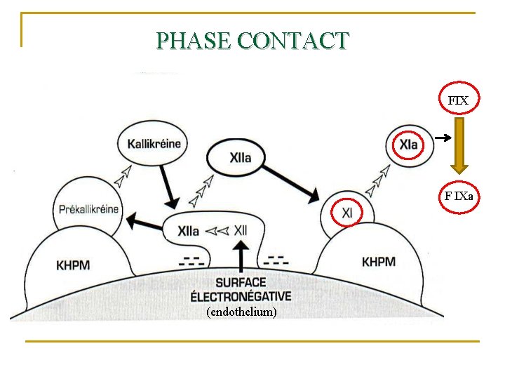 PHASE CONTACT FIX F IXa (endothelium) 