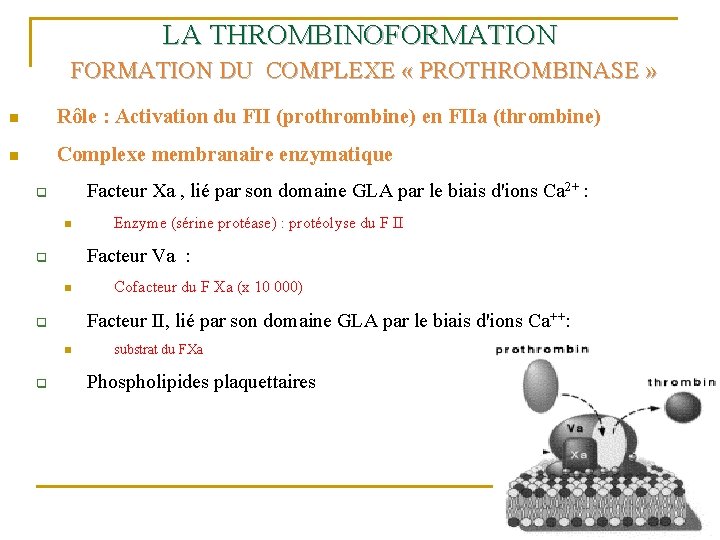LA THROMBINOFORMATION DU COMPLEXE « PROTHROMBINASE » n Rôle : Activation du FII (prothrombine)