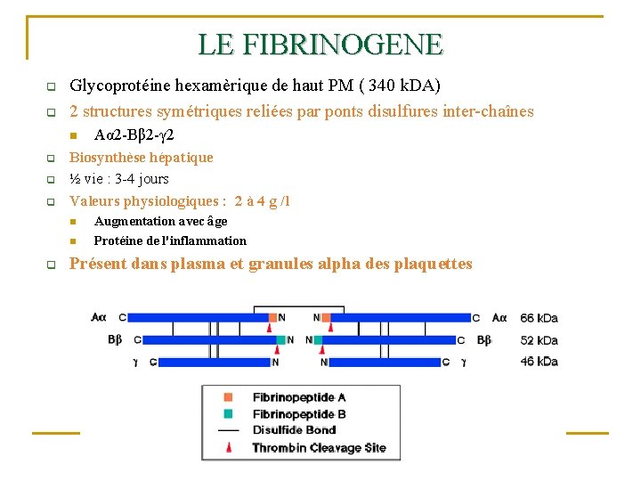 LE FIBRINOGENE q q Glycoprotéine hexamèrique de haut PM ( 340 k. DA) 2