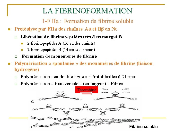 LA FIBRINOFORMATION 1 -F IIa : Formation de fibrine soluble n Protéolyse par FIIa