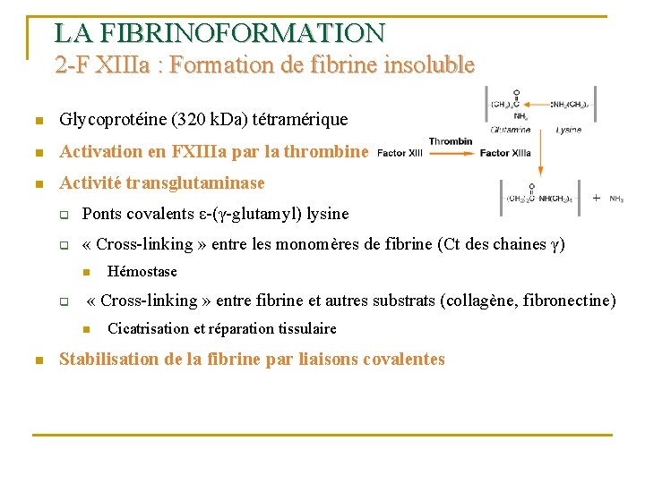 LA FIBRINOFORMATION 2 -F XIIIa : Formation de fibrine insoluble n Glycoprotéine (320 k.