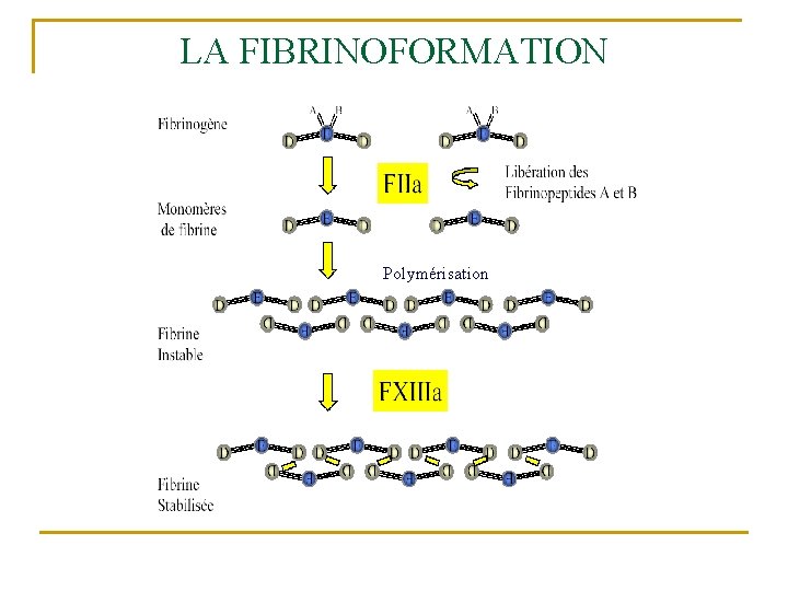 LA FIBRINOFORMATION Polymérisation 