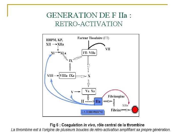 GENERATION DE F IIa : RETRO-ACTIVATION 