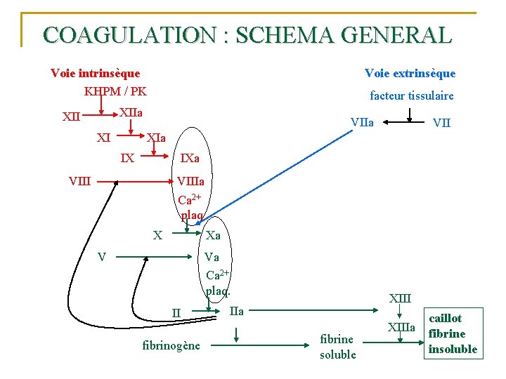 COAGULATION : SCHEMA GENERAL Voie intrinsèque KHPM / PK Voie extrinsèque facteur tissulaire XIIa