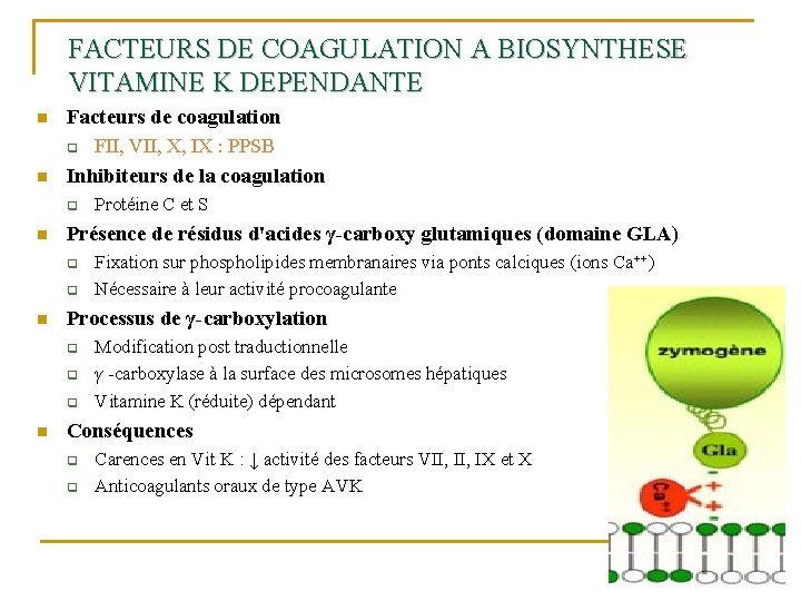 FACTEURS DE COAGULATION A BIOSYNTHESE VITAMINE K DEPENDANTE n Facteurs de coagulation q n