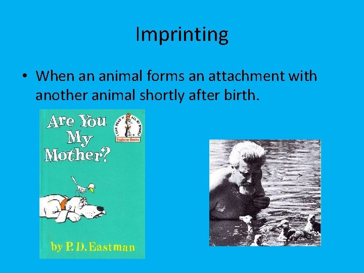 Imprinting • When an animal forms an attachment with another animal shortly after birth.