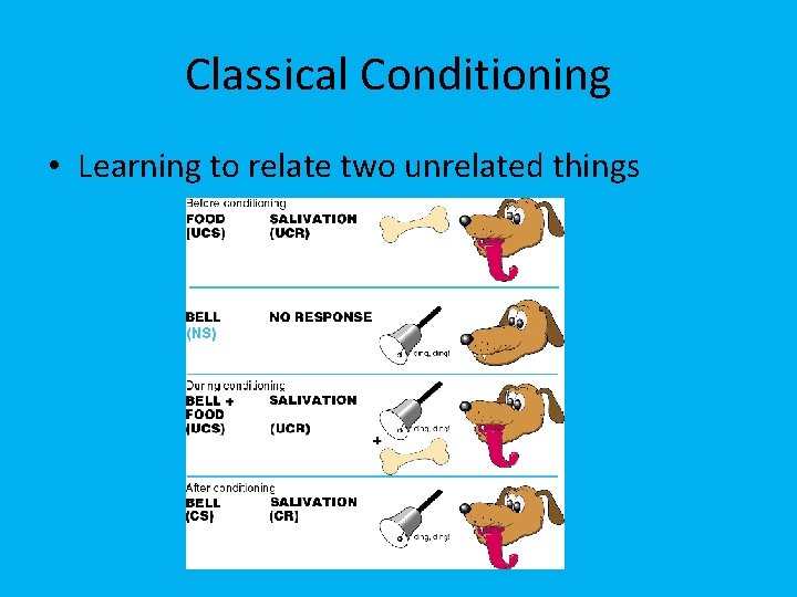 Classical Conditioning • Learning to relate two unrelated things 