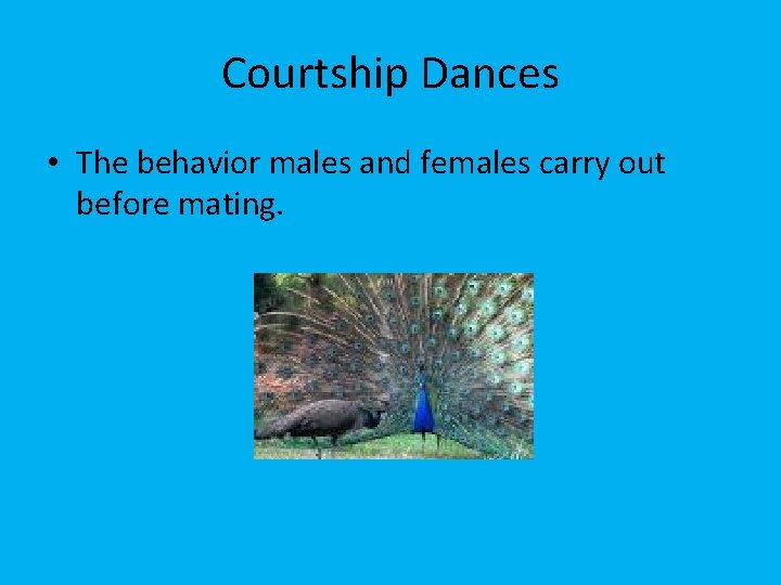 Courtship Dances • The behavior males and females carry out before mating. 