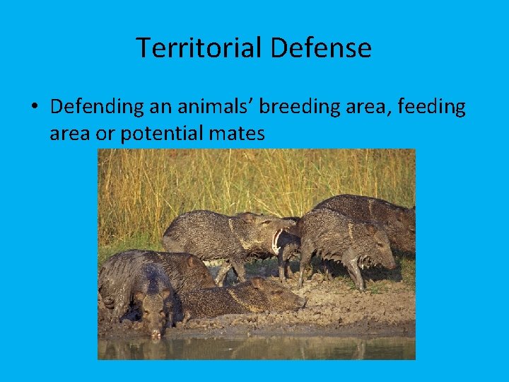 Territorial Defense • Defending an animals’ breeding area, feeding area or potential mates 