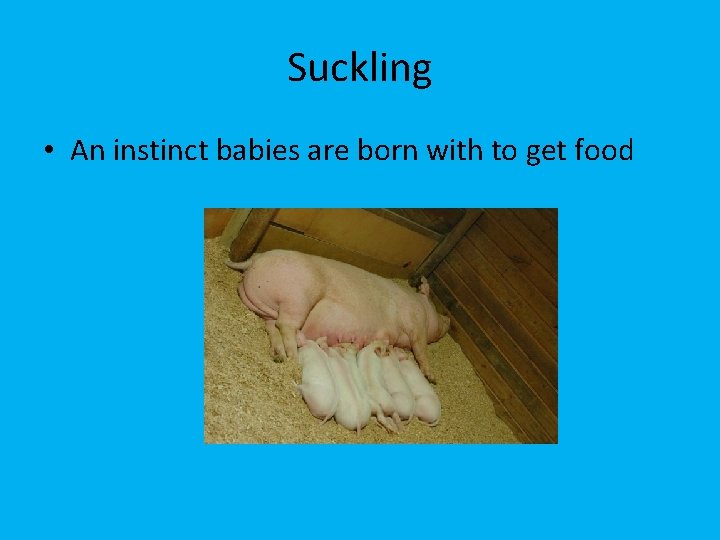 Suckling • An instinct babies are born with to get food 