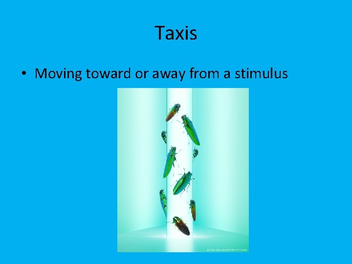 Taxis • Moving toward or away from a stimulus 