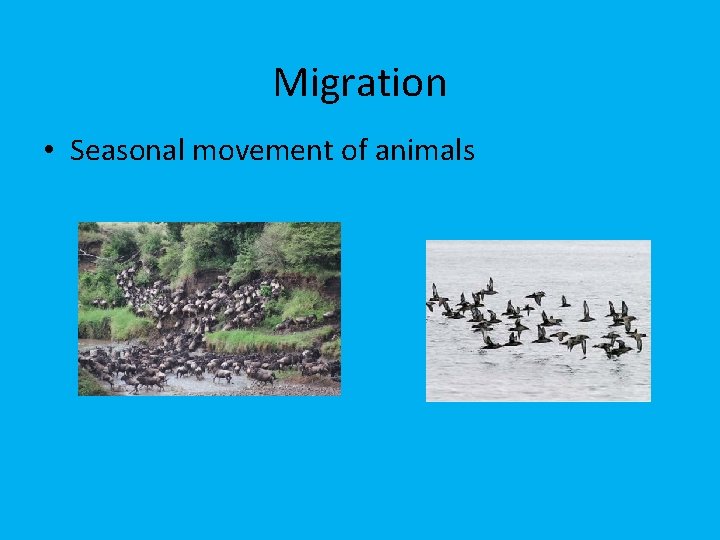 Migration • Seasonal movement of animals 