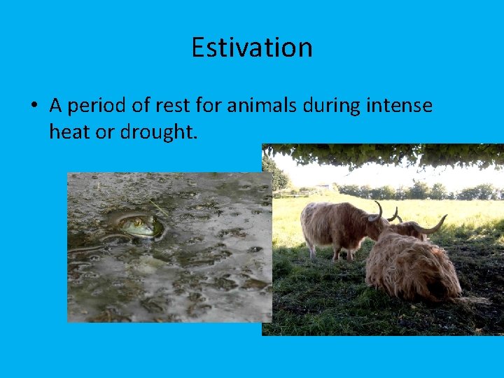 Estivation • A period of rest for animals during intense heat or drought. 