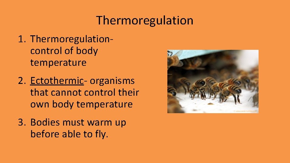 Thermoregulation 1. Thermoregulationcontrol of body temperature 2. Ectothermic- organisms that cannot control their own
