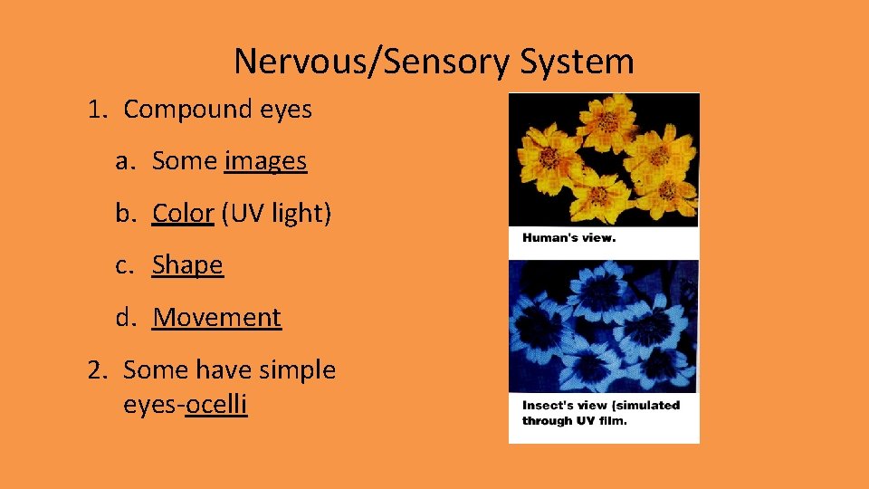 Nervous/Sensory System 1. Compound eyes a. Some images b. Color (UV light) c. Shape Nervous/Sensory System 1. Compound eyes a. Some images b. Color (UV light) c. Shape